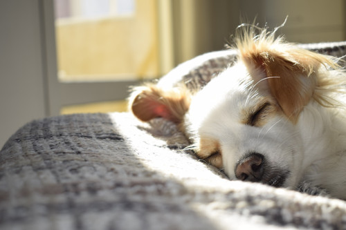 dog3.jpg