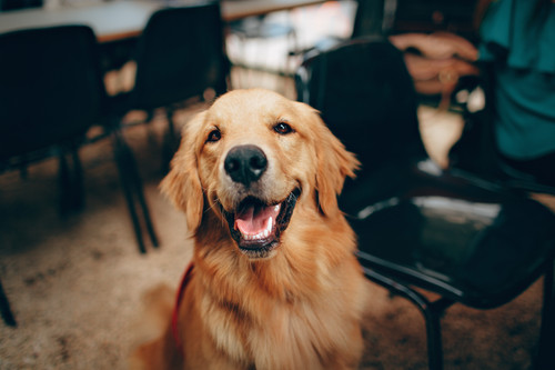 dog2.jpg
