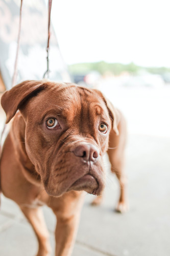 dog4.jpg