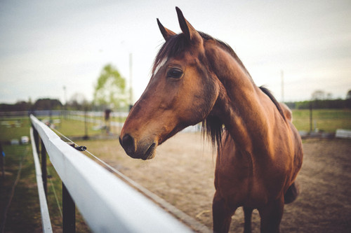 horse2.jpg