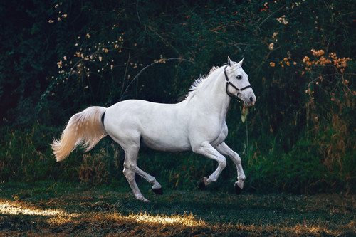 horse1.jpg