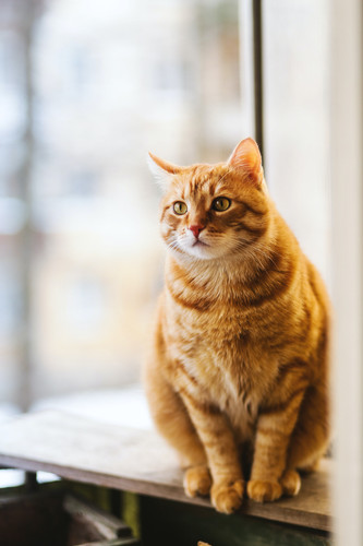 cat1.jpg