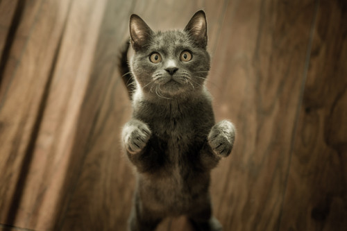 cat4.jpg