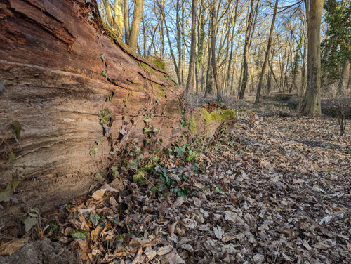 PXL 20230212 140859148.jpg