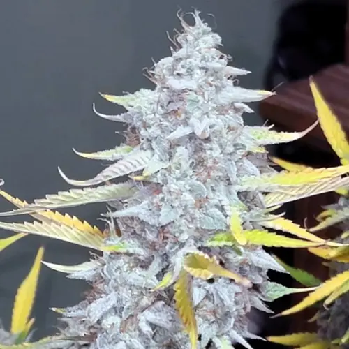 twisted helix feminized seeds 1 jpeg.webp