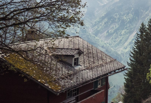 trees roofs.jpg