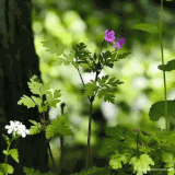 garden.gif