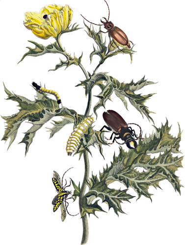 HTC Heritage Library Nature by MerianElement 1.png