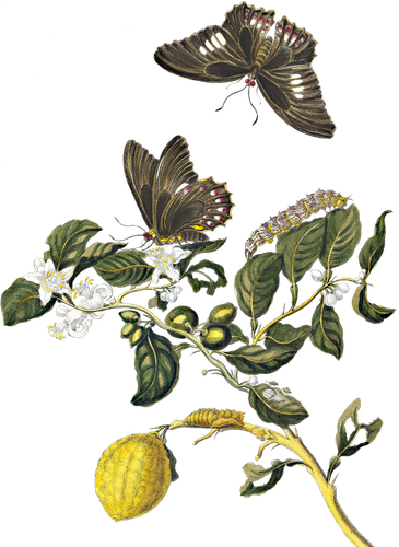 HTC Heritage Library Nature by Merian 02Element 1.png