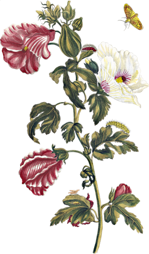 HTC Heritage Library Nature by MerianElement 3.png