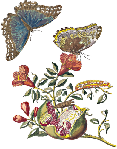 HTC Heritage Library Nature by Merian 02Element 3.png