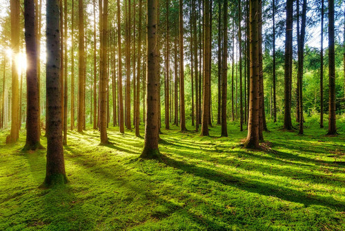 forest.jpg