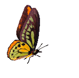 butterfly animated gif.gif