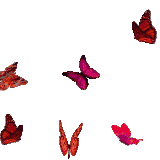 butterfly animated gif 2.gif