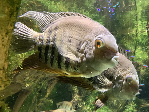 Baltimore Aquarium fish 15 (1).jpg