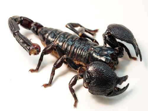 Female Emperor Scorpion (1).jpg