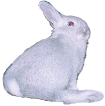 popo01.gif