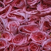 rose pnk.jpg