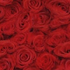 rose red1.jpg