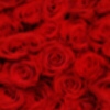 rose red2.jpg