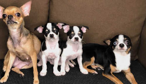 244469190 5131651086861876 1809101024500374805 n.jpg