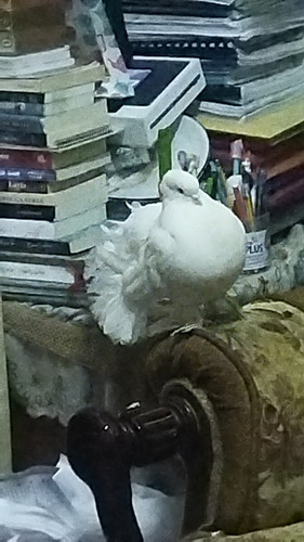 IMG 20230125 WA0008.jpg