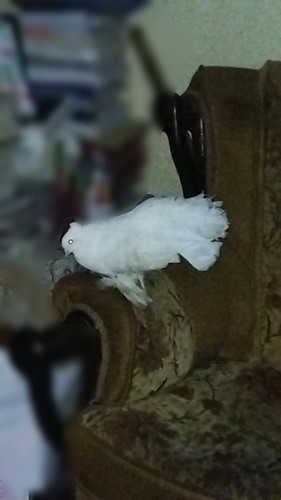 IMG 20230125 121209.jpg