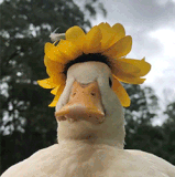 764453A1 8616 439F BCBD 7B9478837470.gif