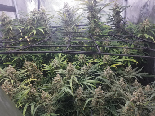 Zkittles and Grandmommy Purple.jpg