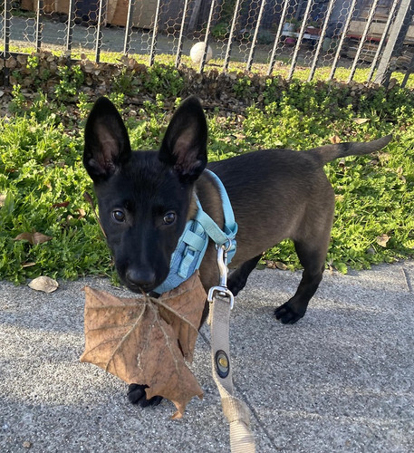 dog thread.jpg