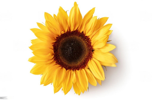 istockphoto 1343092033 1024x1024 transformed.jpg