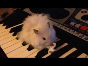 thumb hamster on a piano eating popcorn parry gripp 50652623.png