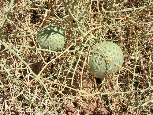 Fmq 5qRWAAADN3Z?format=jpg&name=orig.jpg