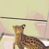 kot.gif