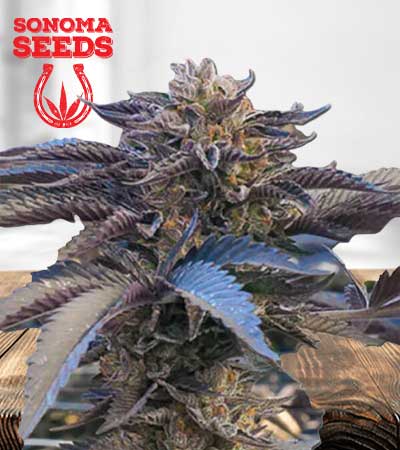 Chocolate Gelato Feminized.jpg