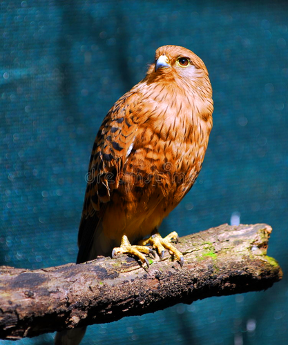 Mogu Falco (piccino XD).png