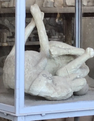 Dog of Pompeii 10.8.jpg