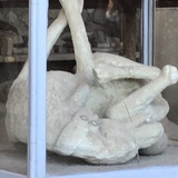 Dog of Pompeii 10.8
