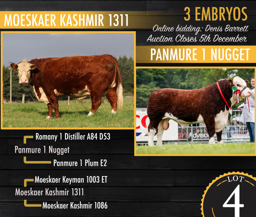 Lot 4 Kashmir 1311 x Nugget.jpg