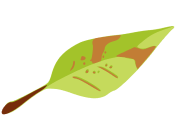 Penyakit wo Brush.png