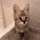 ED2710EC 395A 45C3 9926 2B27D4E4736D.gif