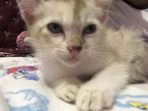 BAE37C6E 628A 4A59 BE18 D0BCCBD7A750.jpg