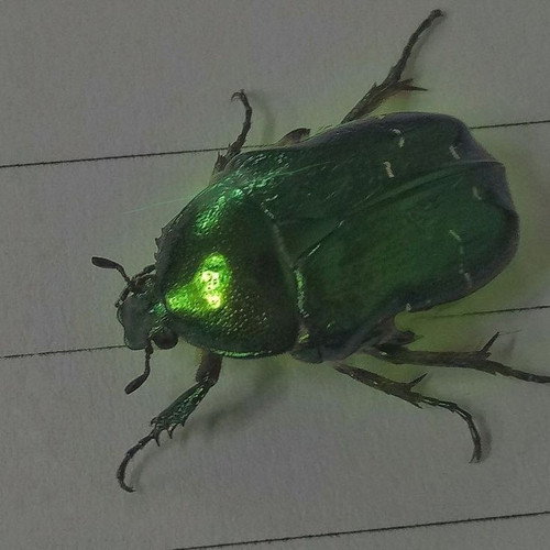 BUG.jpg