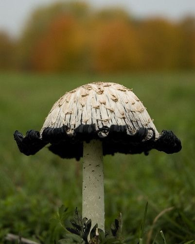 C4EE597A 968A 4EE3 A67C E4763AE7B98C.jpg