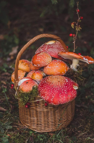 1AC77217 F72D 49EE 90C8 060C3203B001.jpg