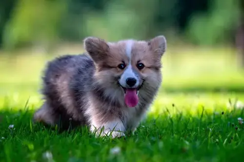 12 Small Dogs That Are Among The Cutest And Most Lovable Dog Breeds.jpg.webp