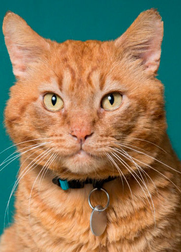 Homepage MiddleBoxjpg.jpg