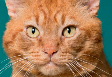 Homepage MiddleBoxjpg.jpg