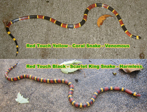 snakecoralrhyme.jpg