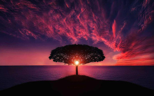 tree 736885 480.jpg